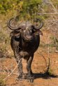 026 Timbavati Private Game Reserve, buffel